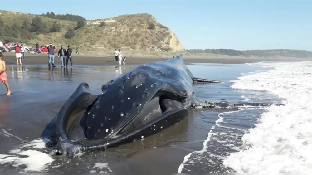 Chile tiene la tasa más alta de choques de barco contra ballenas