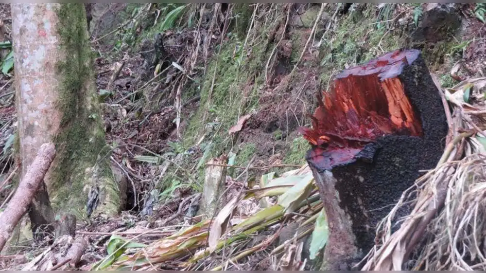 Dictan histórica condena de 8 años de cárcel efectiva por tala ilegal en el Parque Nacional de Cutervo
