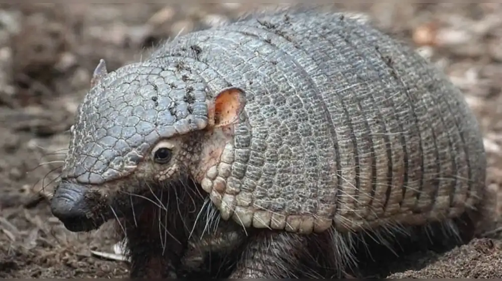 Fiestas de Carnavales siguen causando enormes daños a fauna silvestre