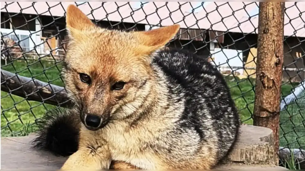Zorrito Run Run formó una familia en zoológico de Cajamarca