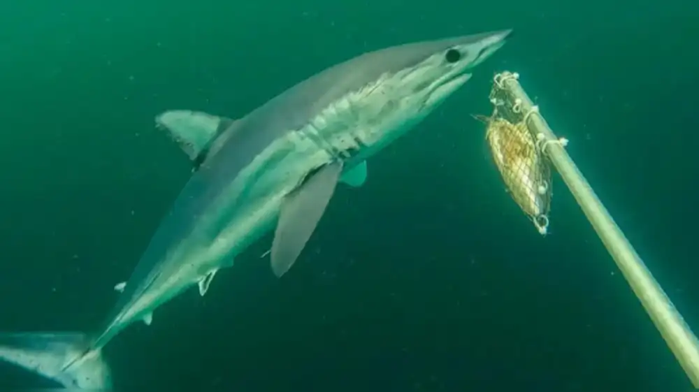 Registran por primera a tiburones diamante en el Perú