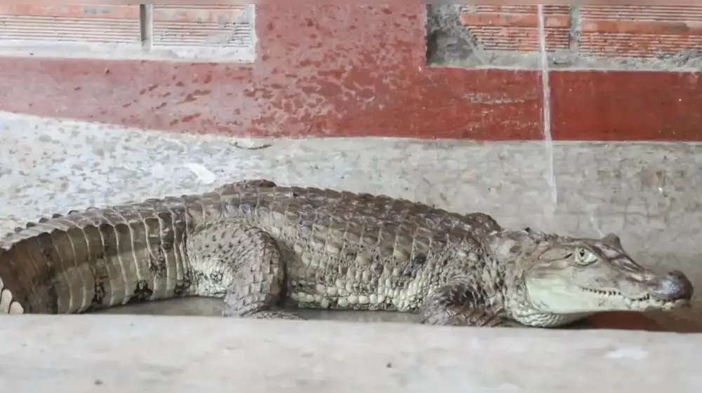 Rescatan lagarto blanco y puercoespín en Ucayali