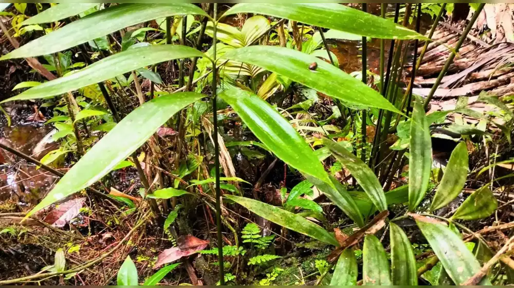 Loreto: Descubren especie de planta de época de los dinosaurios
