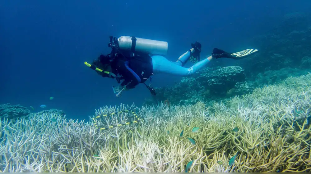 Arrecifes de coral pierden el 70 % de su cadena alimenticia