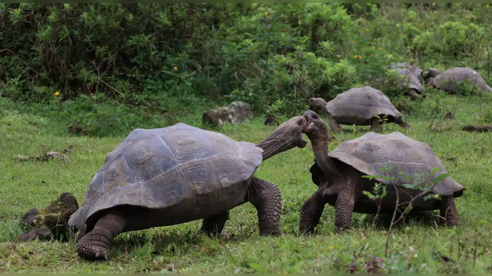 Ecuador libera 277 tortugas gigantes en las Islas Galápagos