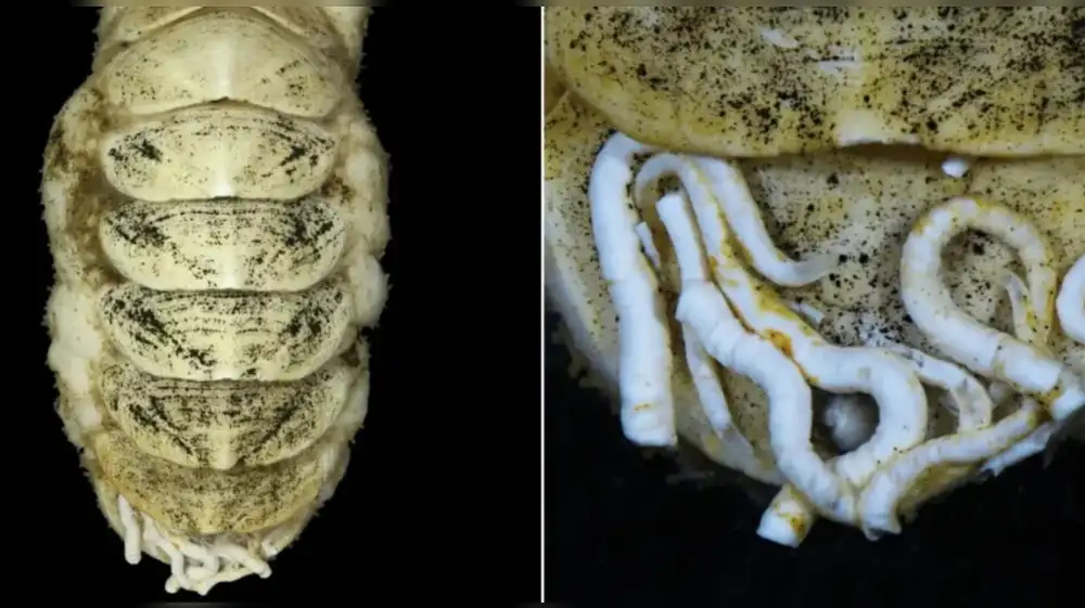 Descubren molusco con lengua de hierro en Japón