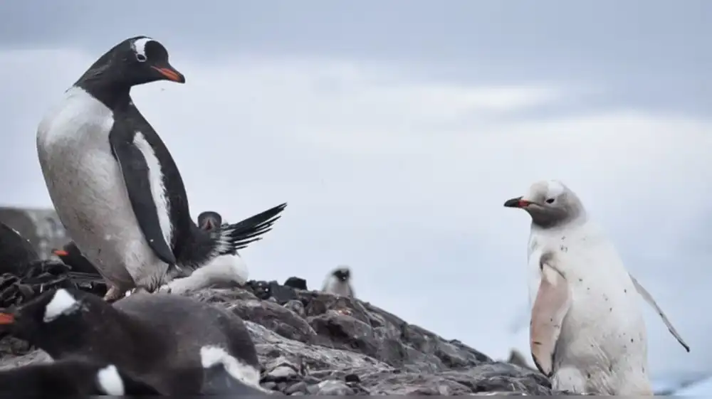 Gripe aviar se expande en la Antártida y amenaza a la fauna