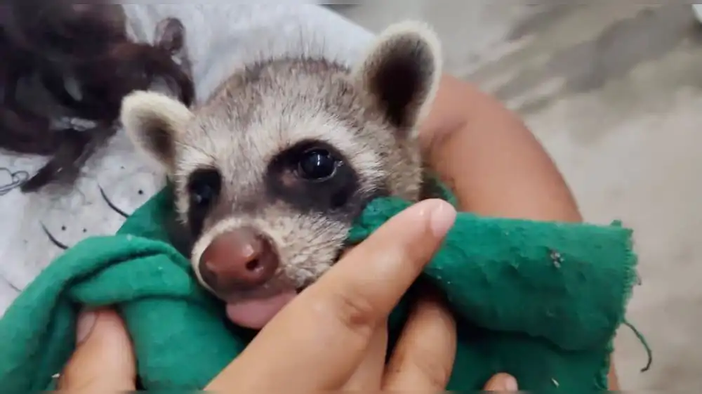 Autoridades liberan a achunis y mapaches del cautiverio en Tingo María
