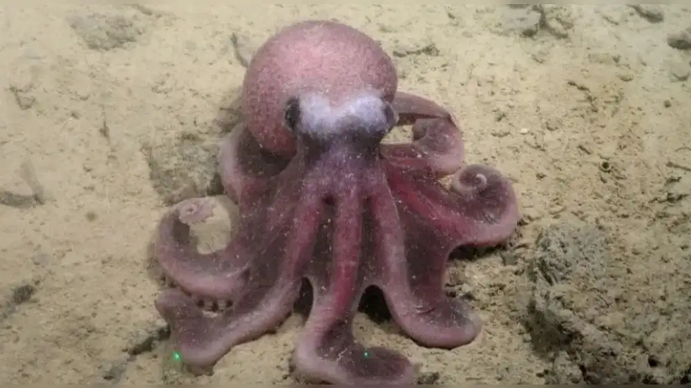 Hallan nueva y fascinante especie de Pulpo en Chile