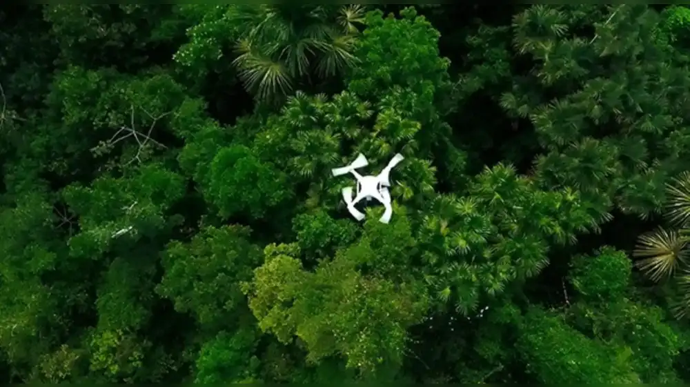 Identifican palmeras de aguaje con uso de inteligencia artificial