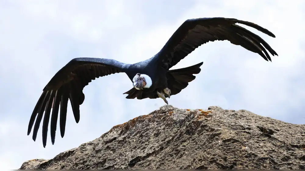 Aves desaparecieron de territorios indígenas en menos de un siglo