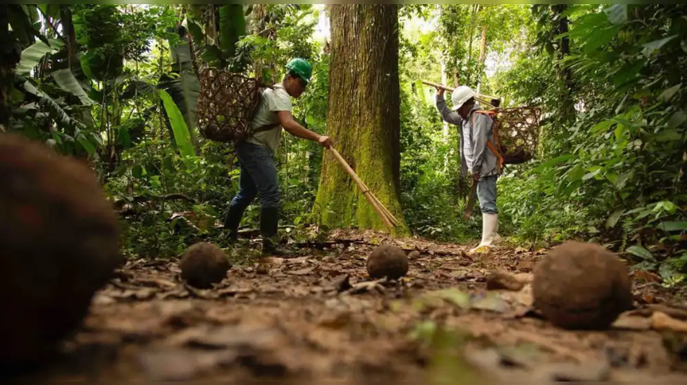 Conservarán más de 8,000 hectáreas de bosques con producción de castaña