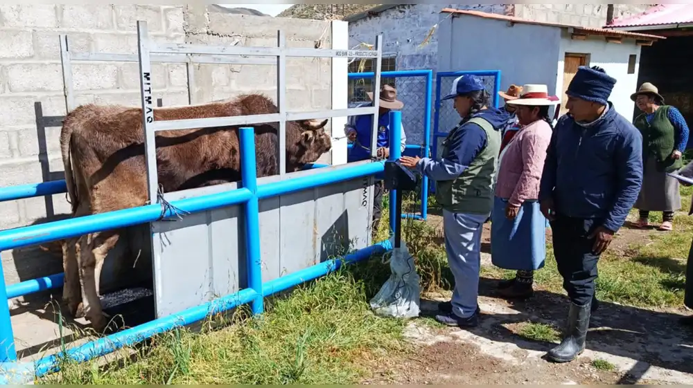 Cusco: Comunidades rurales fortalecen manejo sanitario de ganado vacuno
