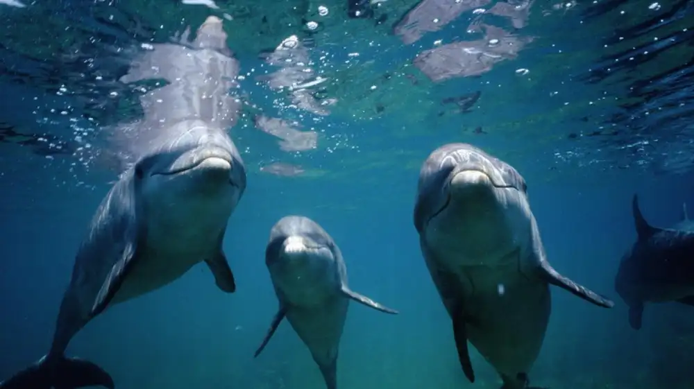 Delfines presentan sustancias químicas de desechos electrónicos