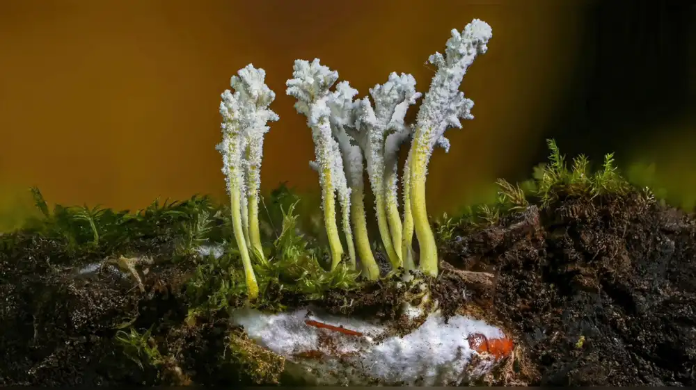 Oxapampa se convierte en el epicentro micológico: Mañana arranca el primer festival del Perú dedicado al Reino Fungi