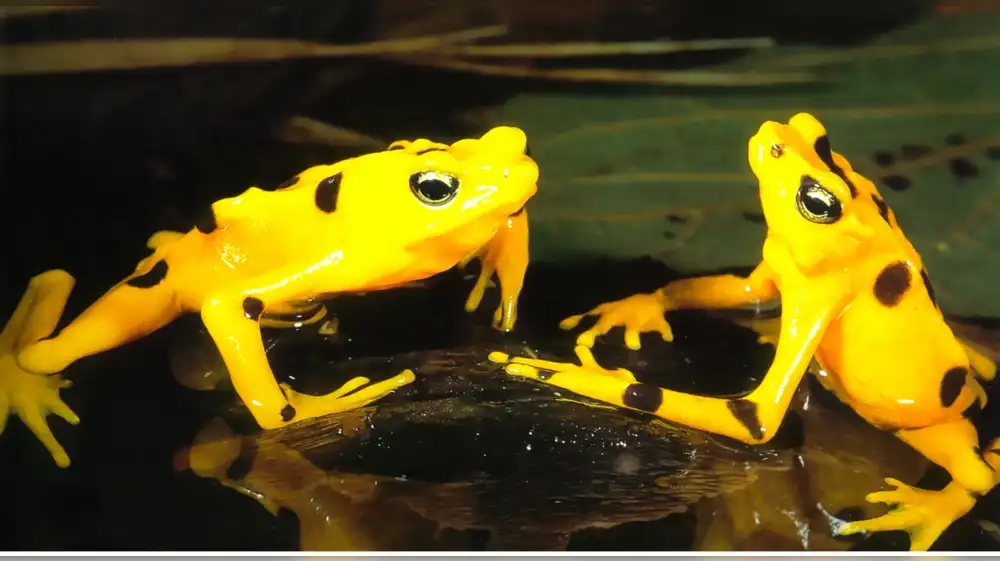 Ranas doradas regresan a Panamá tras un largo cautiverio