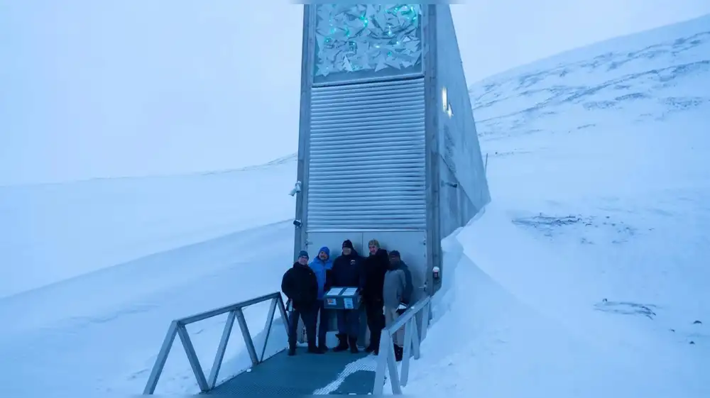 Noruega: El olivo entra por primera vez en la bóveda de Svalbard