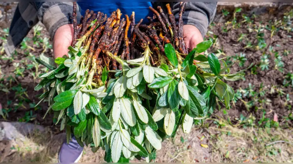 Cabeceras de cuenca serán recuperadas con siembran quenuales