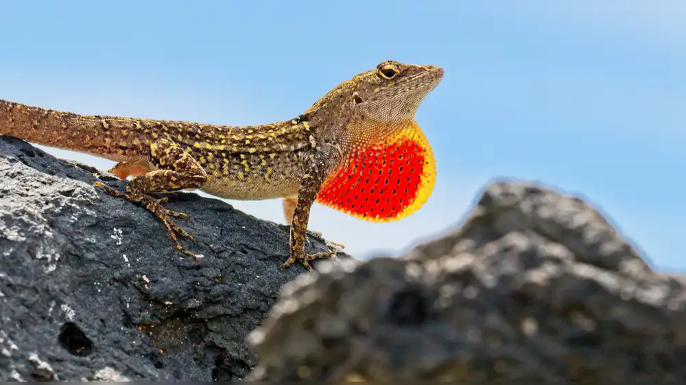 Estados Unidos garantiza protección para 11 especies en peligro