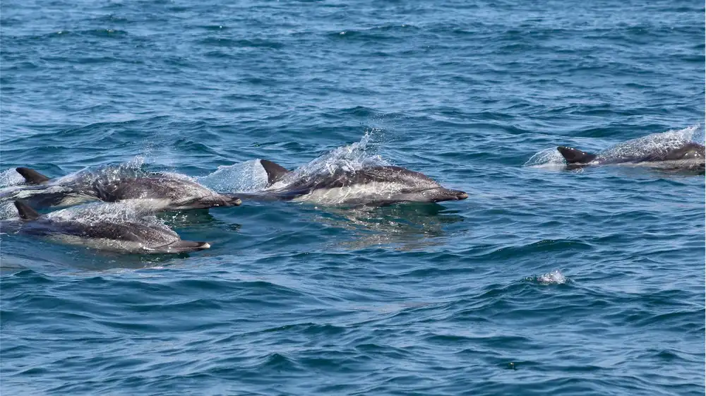 Red peruana registró más de 160 avistamientos de cetáceos en 2025