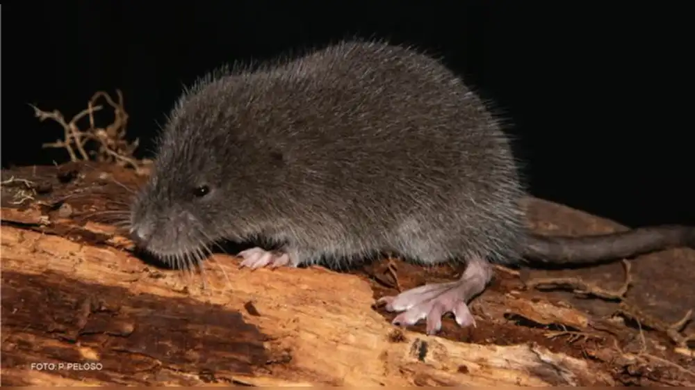 Descubren nueva especie de ratón semiacuático en Perú