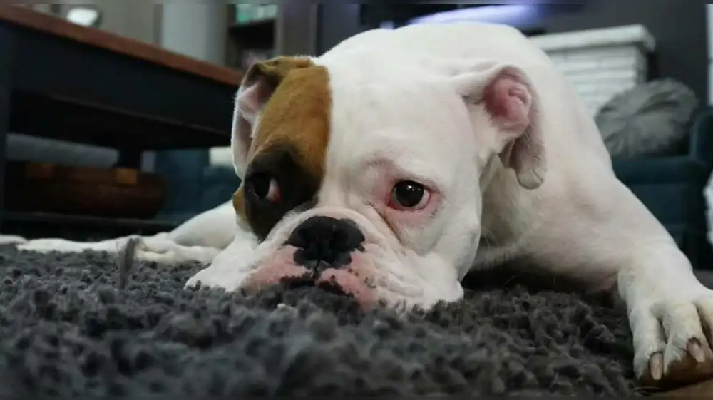 Suecia: Mascotas no pueden quedarse solas por más de seis horas