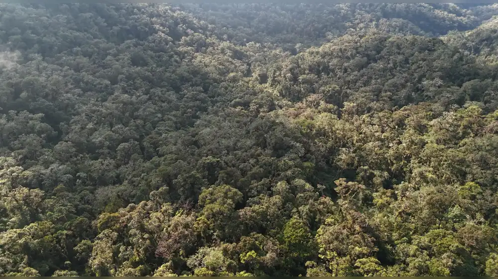 Acusan a autoridades de Huánuco por anular concesión de conservación por intereses electorales y permitir ecocidio