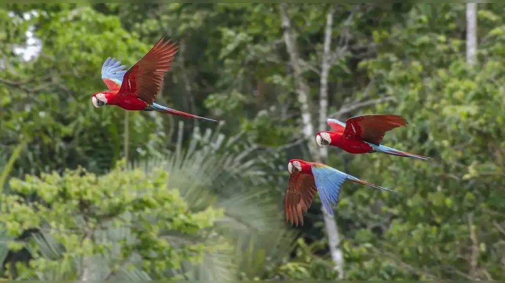 Perú presenta Informe Nacional al Convenio sobre Diversidad Biológica