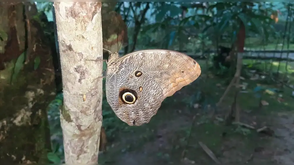 Tingo María: El bioturismo es el verdadero futuro de la Amazonía