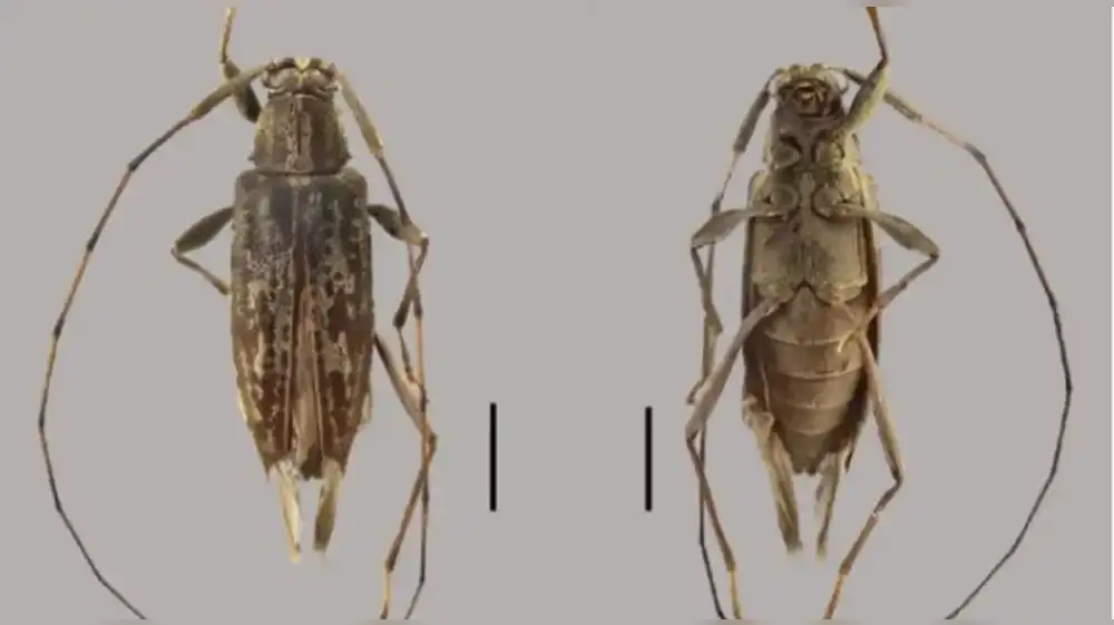 Descubren nuevas especies de escarabajo en la Amazonía peruana