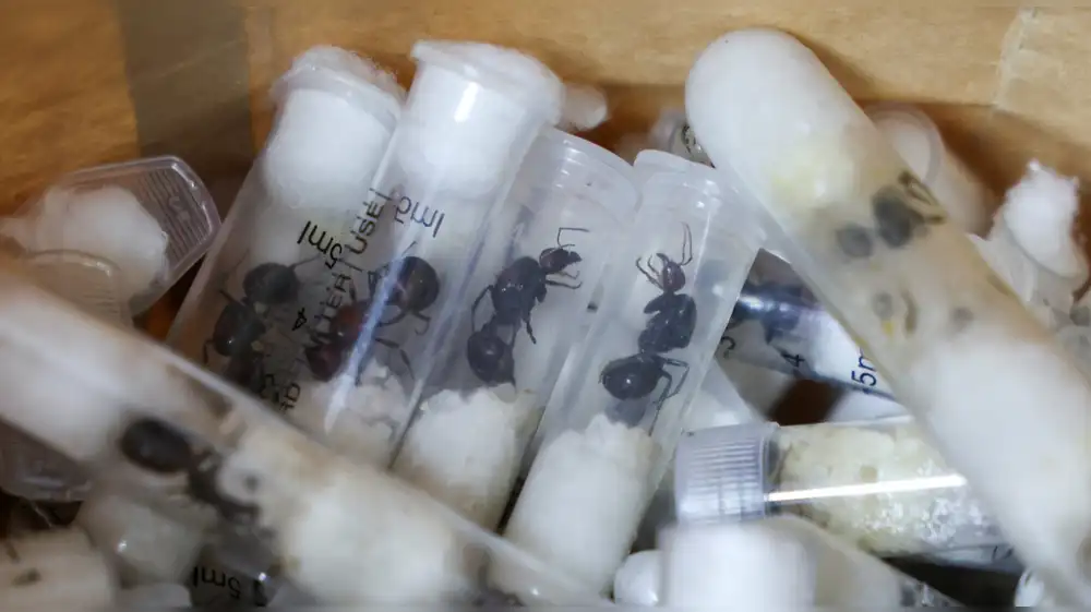 Turista intentaba traficar más de 2.200 hormigas reinas de Kenia