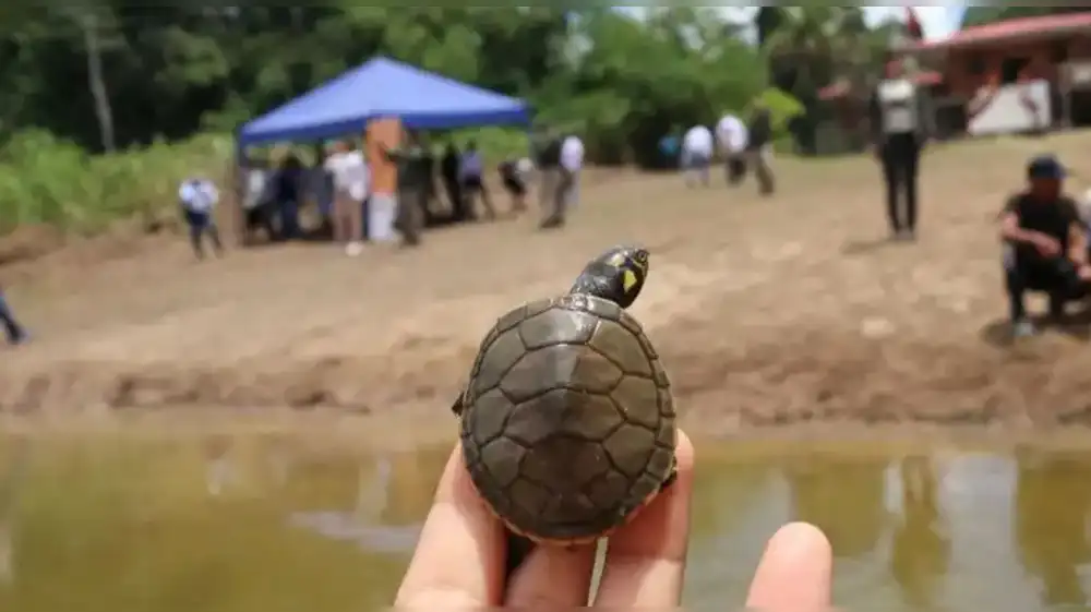 Liberan crías de taricaya durante clausura de encuentro amazónico