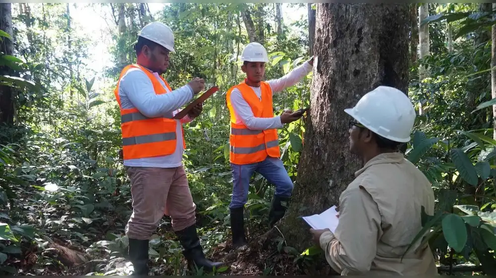 Países andinos se reúnen para combatir la tala ilegal