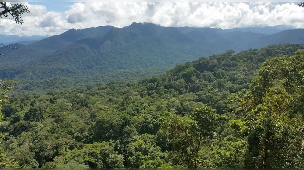 San Martín a punto de sincerar sus bosques: ¿Qué ganan realmente las comunidades con la nueva zonificación forestal?