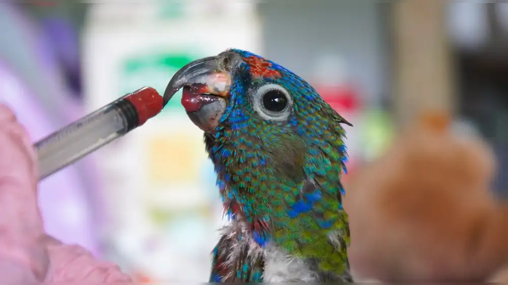 Taricaya y la exitosa misión de devolverle la libertad a la fauna amazónica