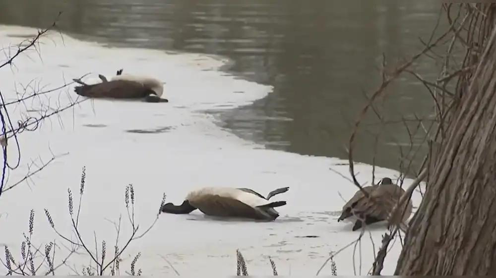Estados Unidos en alerta ecológica por posible brote de gripe aviar