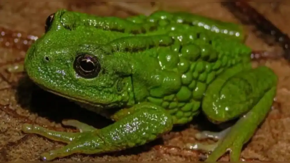 Descubren nueva y extraña especie de ‘rana marsupial’ en el Perú