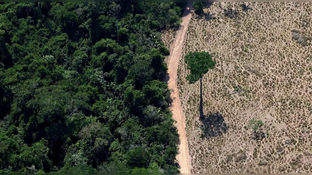 Brasil: Entregarán créditos rurales condicionados comprobaciones de tala