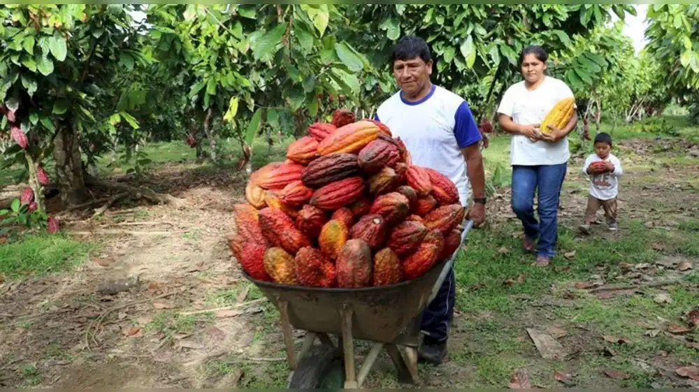 Comunidad nativa de Ucayali produce cacao sostenible y conserva bosques