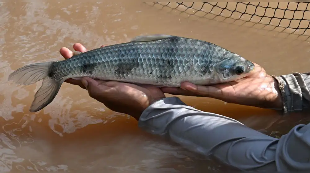 Familias de la Amazonía se benefician con crianza sostenible de lisa