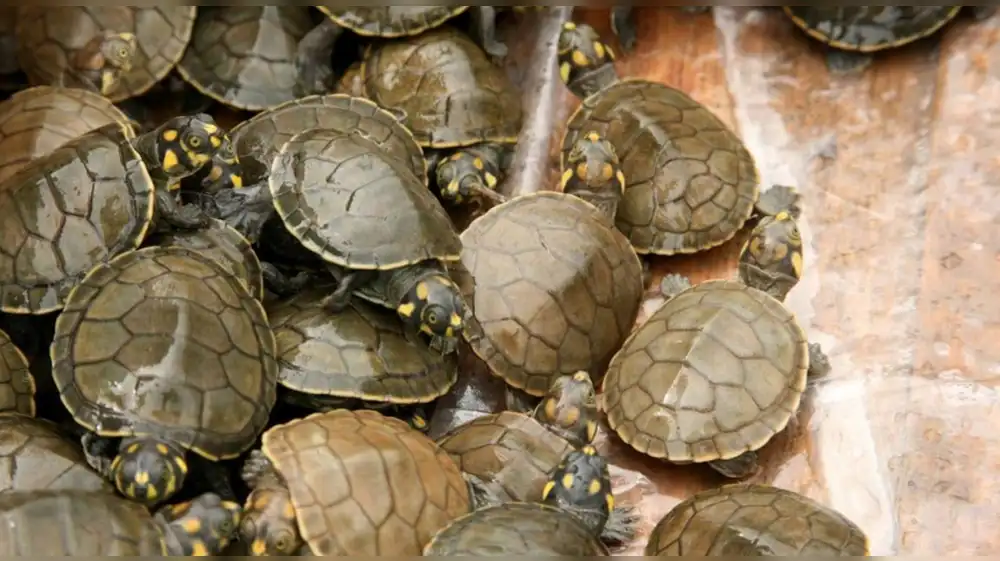 Liberan más de mil tortugas que fueron rescatadas del comercio ilegal