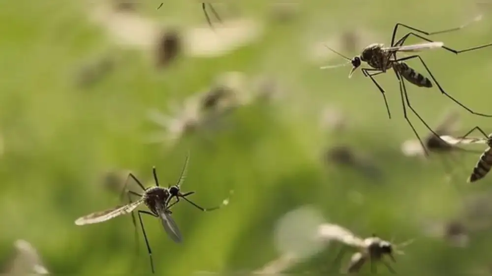 Estados Unidos en alerta por enorme invasión de mosquitos