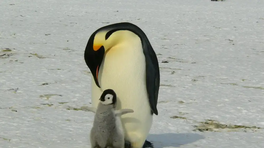 El pingüino emperador es oficialmente una especie en peligro