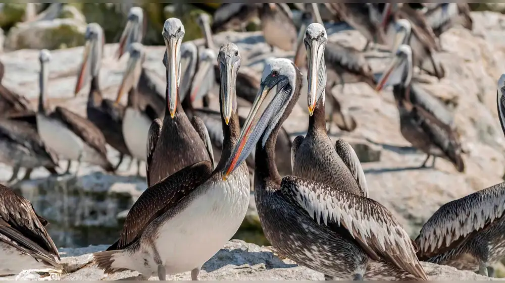 Pelícano peruano será protegido por importante acción ambiental