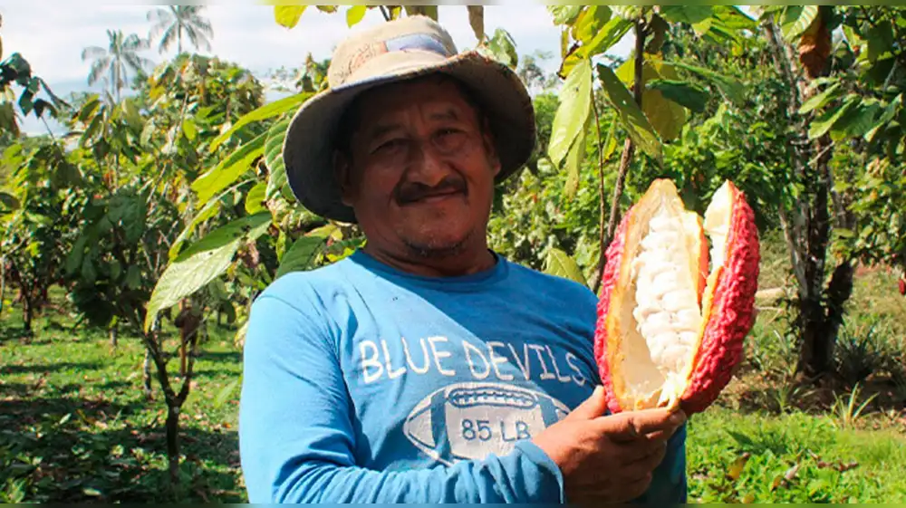 Productores de cacao se benefician con entrega de abono orgánico