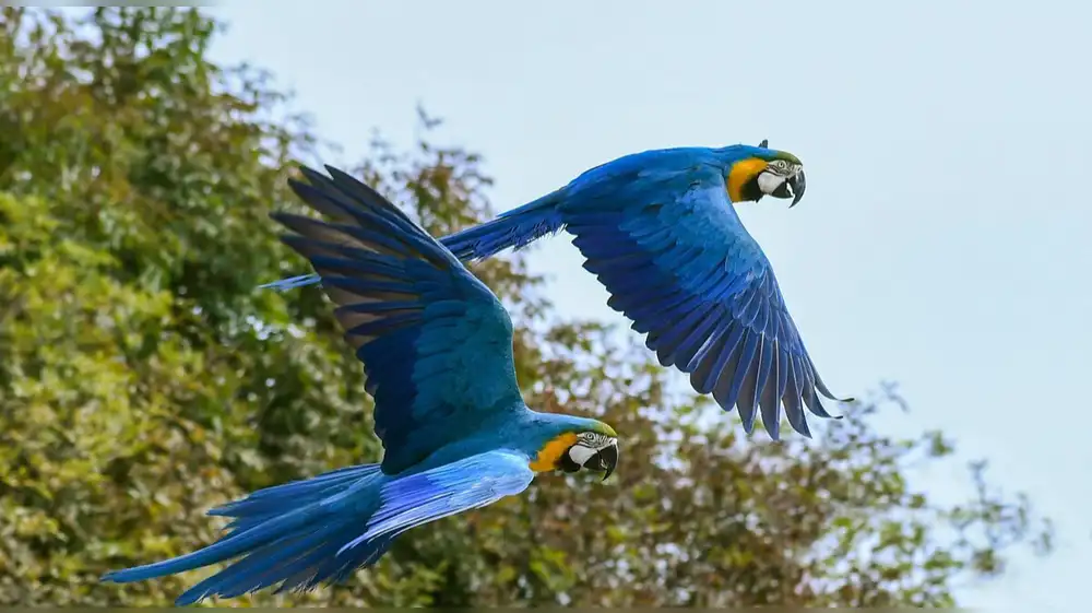 Guacamayas azul y amarilla regresan a Río de Janeiro tras dos siglos