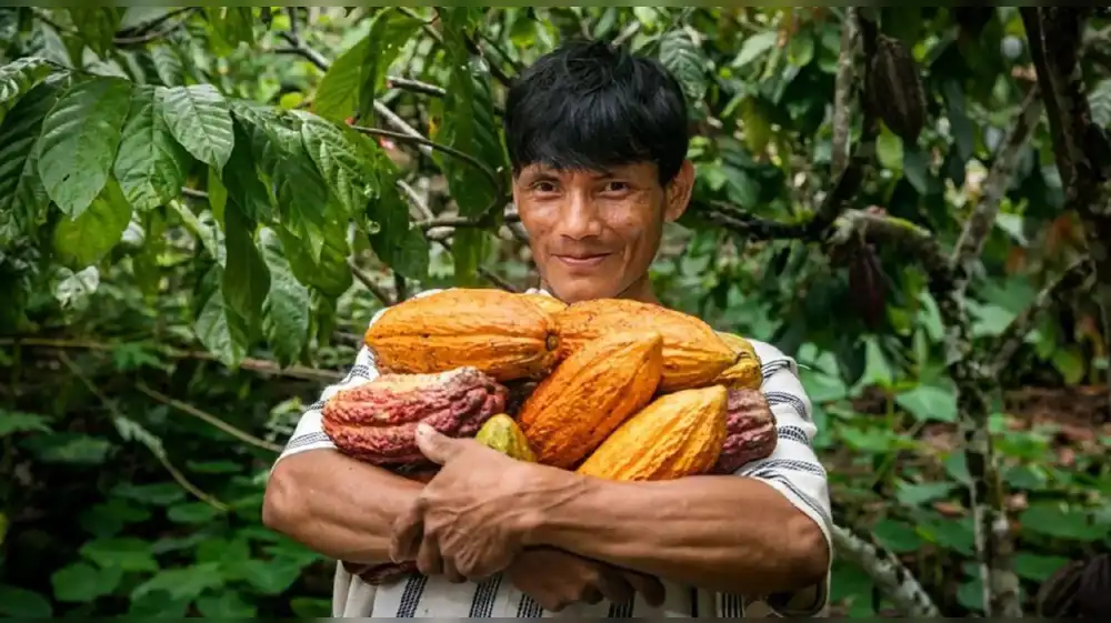 Productores de cacao de Junín reciben asistencia para mejorar cultivos