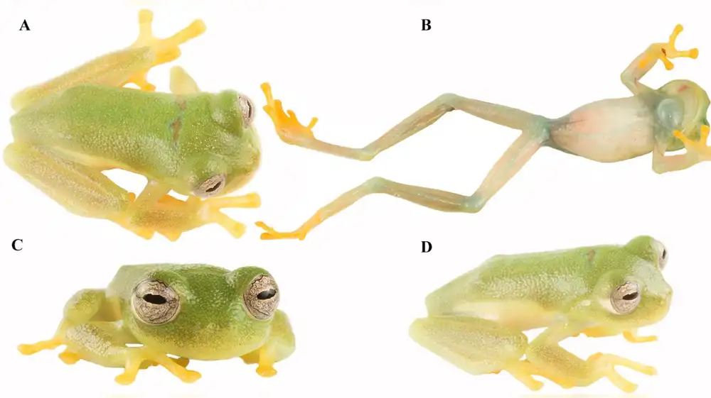 Nueva especie de rana de cristal es registrada en Ecuador