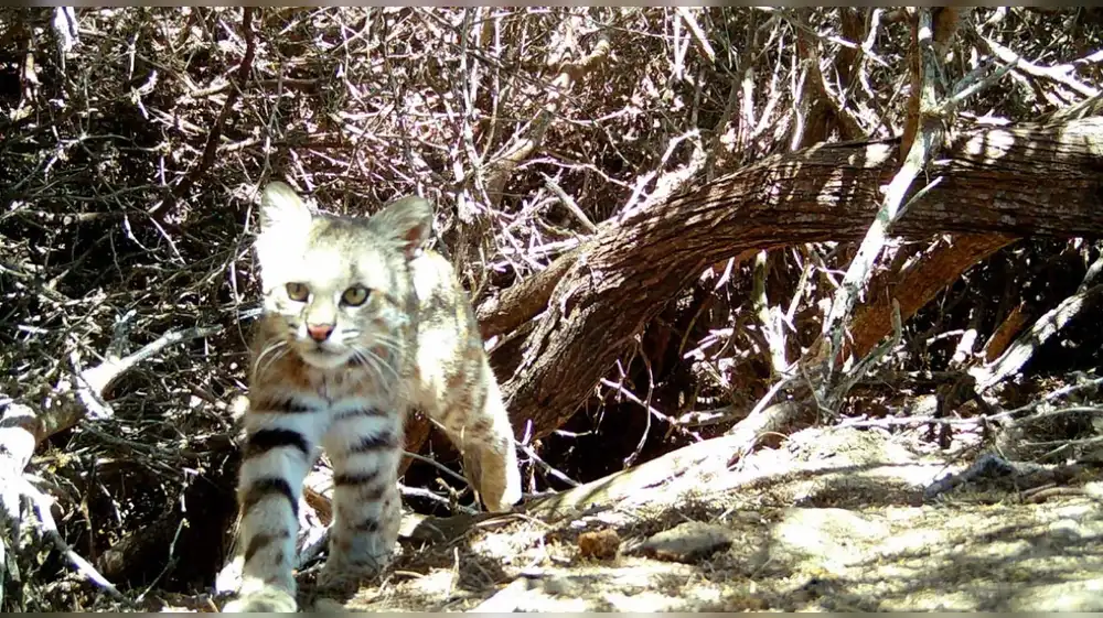 Escurridizo gato del pajonal es registrado en Reserva Illescas