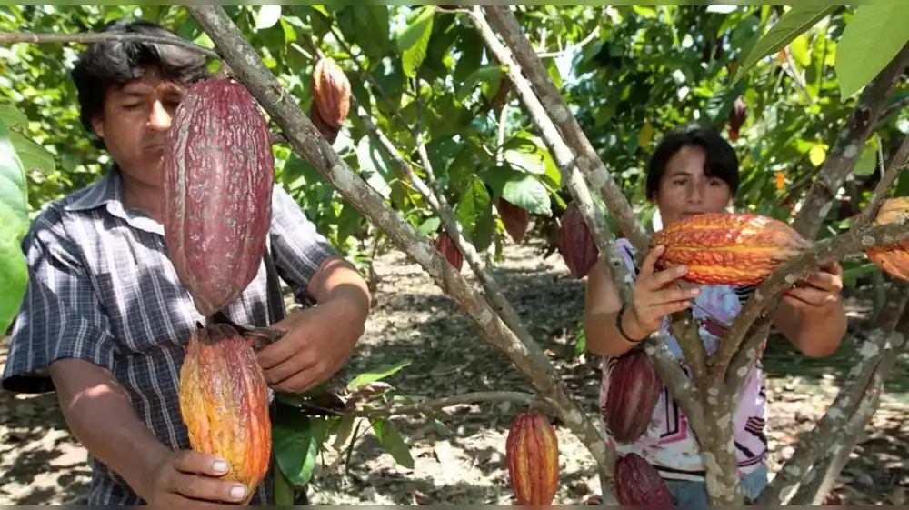 Cacao: entregan centros de acopio para consolidar cadena productiva
